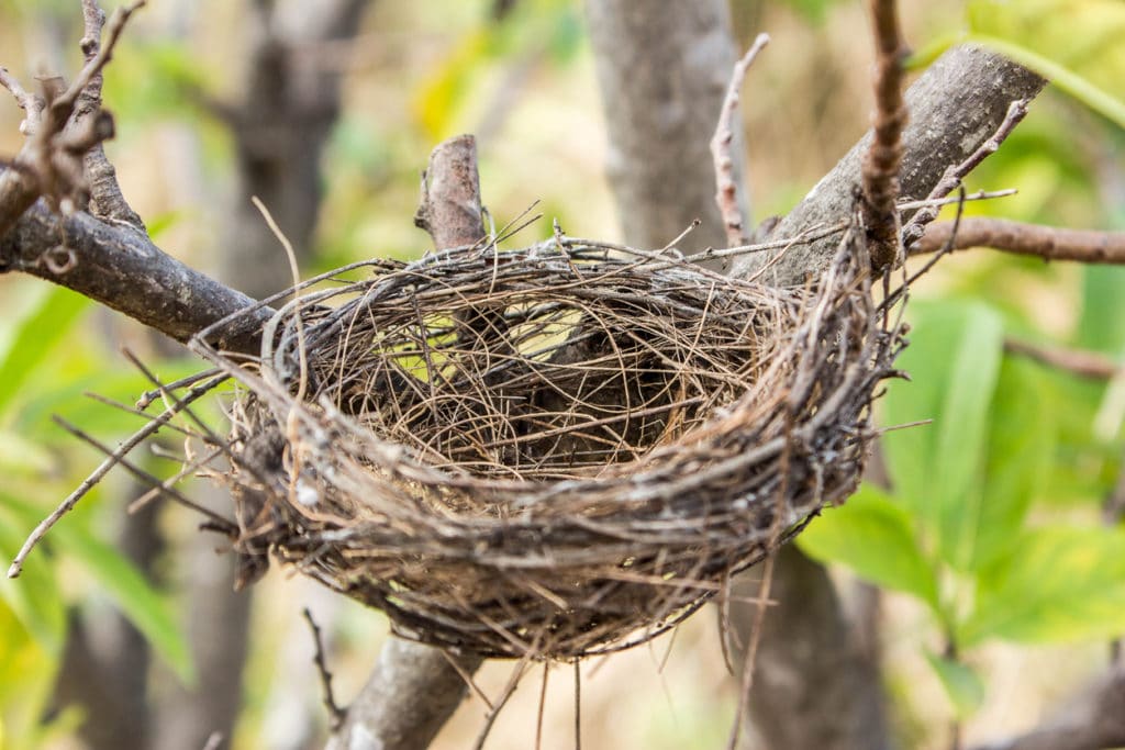 How To Manage The Grief That Comes With An Empty Nest 1 Empty Nest Syndrome