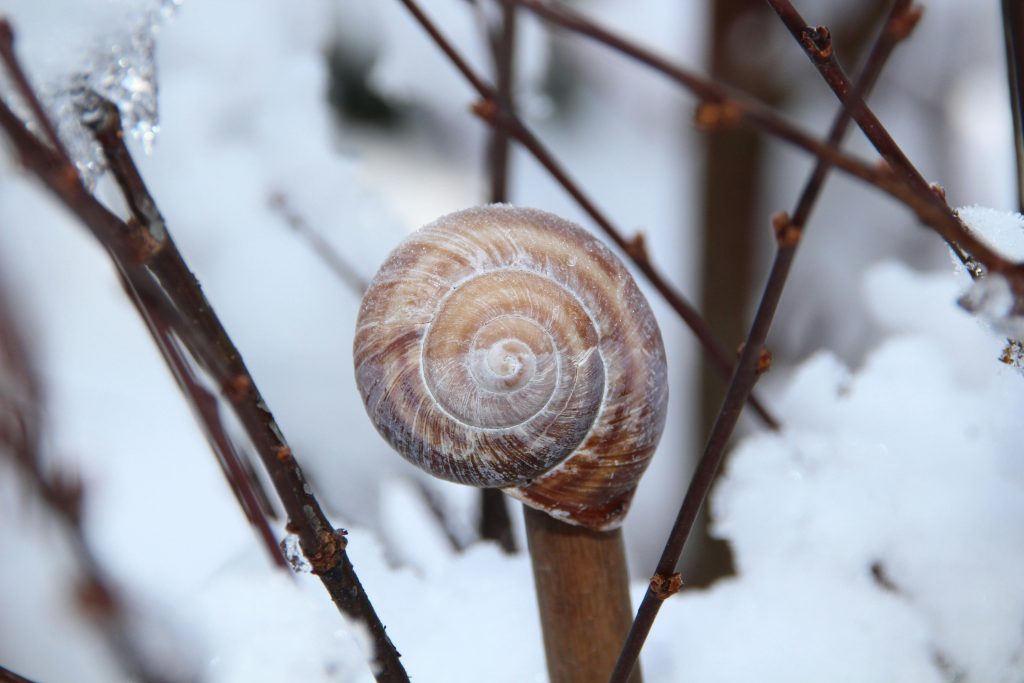 From Hibernation to Intention: Why Neurodivergent People Don’t Need New Year’s Resolutions 1 From Hibernation to Intention: Why Neurodivergent People Don’t Need New Year’s Resolutions